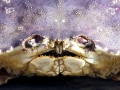 Dungeness Crab