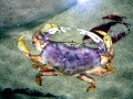 Dungeness Crab
