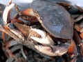 Dungeness Crab
