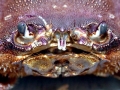 Dungeness Crab