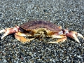 Dungeness Crab