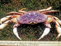 Dungeness Crab