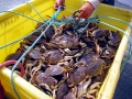 Dungeness Crab