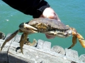 Dungeness Crab