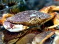 Dungeness Crab
