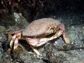 Dungeness Crab