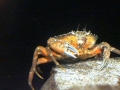Dungeness Crab