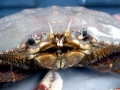 Dungeness Crab