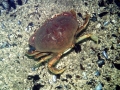 Dungeness Crab