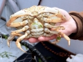 Dungeness Crab