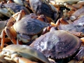 Dungeness Crab
