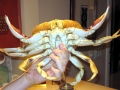 Dungeness Crab