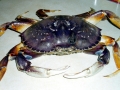 Dungeness Crab