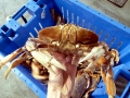 Dungeness Crab