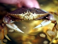 Dungeness Crab