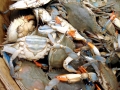 Dungeness Crab