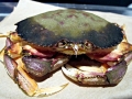 Dungeness Crab