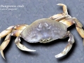 Dungeness Crab