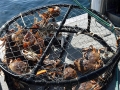 Dungeness Crab