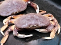 Dungeness Crab