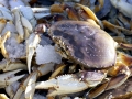 Dungeness Crab
