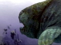 Dunkleosteus