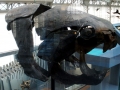 Dunkleosteus