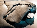 Dunkleosteus