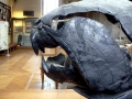 Dunkleosteus