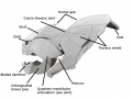 Dunkleosteus