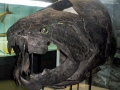 Dunkleosteus