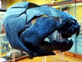 Dunkleosteus