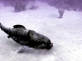 Dunkleosteus