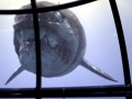 Dunkleosteus