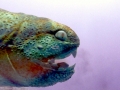 Dunkleosteus