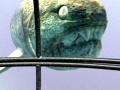 Dunkleosteus