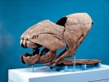 Dunkleosteus