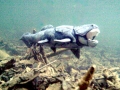Dunkleosteus