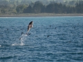 Dusky Dolphin