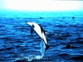 Dusky Dolphin