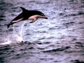 Dusky Dolphin
