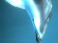 Dusky Dolphin