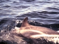 Dusky Dolphin