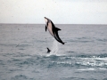 Dusky Dolphin
