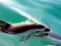 Dusky Dolphin