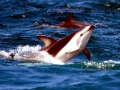 Dusky Dolphin