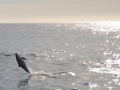 Dusky Dolphin