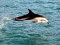 Dusky Dolphin