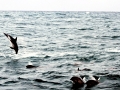 Dusky Dolphin