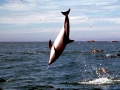 Dusky Dolphin